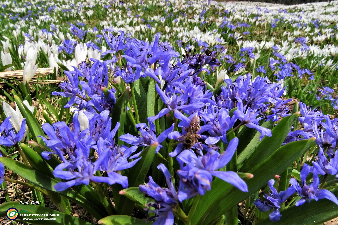 67 Distese di crocus bianchi e scilla bifolia azzurro-violetto.JPG